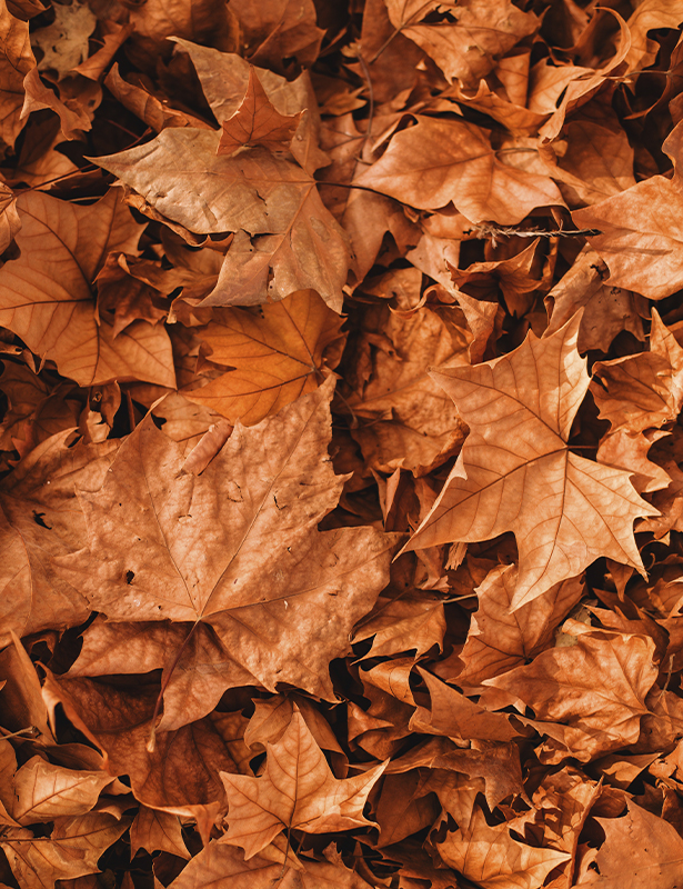 Desaprenderte imagen hojas secas