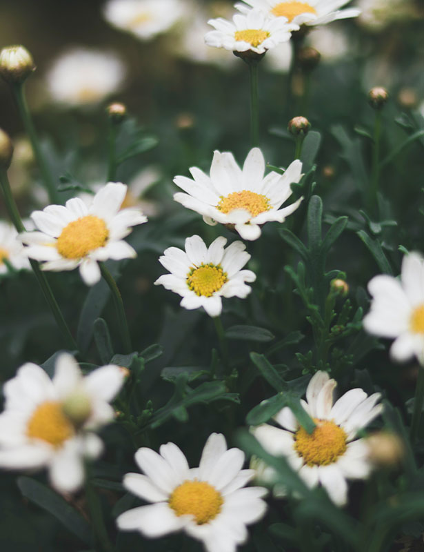 Florecen