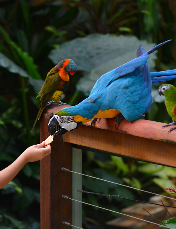 Pequeño aviario