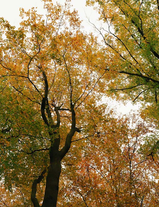 El otoño que duele